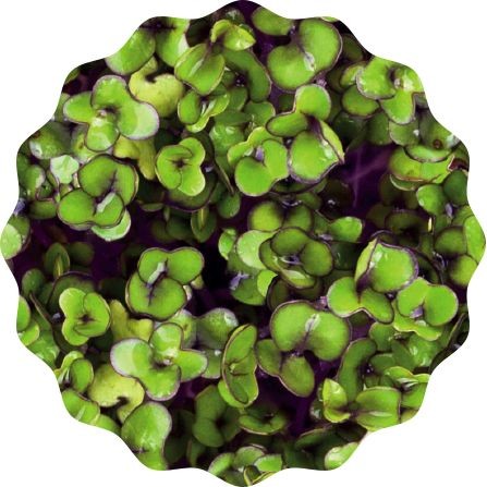 Rotkohl Saatpads für Microgreens 30 g